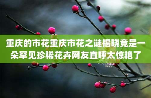 重庆的市花重庆市花之谜揭晓竟是一朵罕见珍稀花卉网友直呼太惊艳了