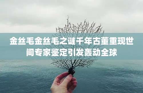 金丝毛金丝毛之谜千年古董重现世间专家鉴定引发轰动全球