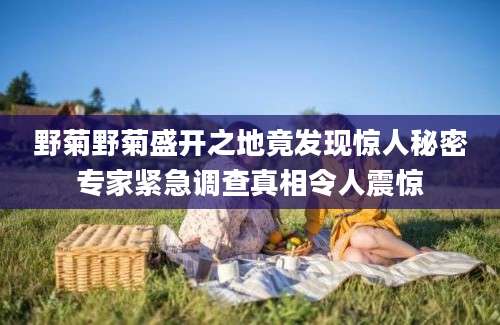 野菊野菊盛开之地竟发现惊人秘密专家紧急调查真相令人震惊