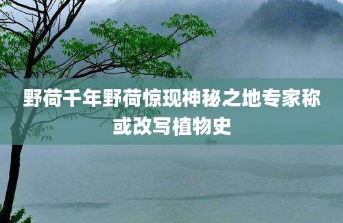 野荷千年野荷惊现神秘之地专家称或改写植物史