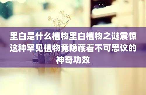 里白是什么植物里白植物之谜震惊这种罕见植物竟隐藏着不可思议的神奇功效