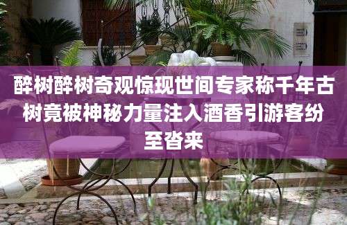 醉树醉树奇观惊现世间专家称千年古树竟被神秘力量注入酒香引游客纷至沓来