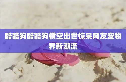 酷酷狗酷酷狗横空出世惊呆网友宠物界新潮流