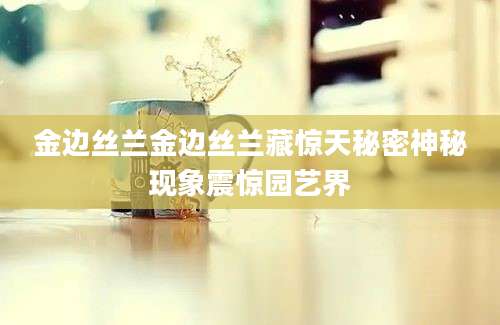 金边丝兰金边丝兰藏惊天秘密神秘现象震惊园艺界
