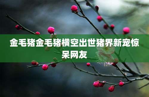 金毛猪金毛猪横空出世猪界新宠惊呆网友