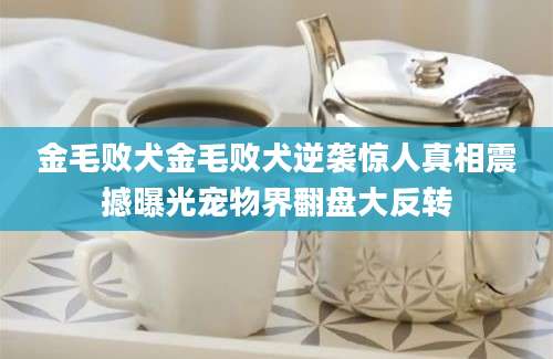 金毛败犬金毛败犬逆袭惊人真相震撼曝光宠物界翻盘大反转