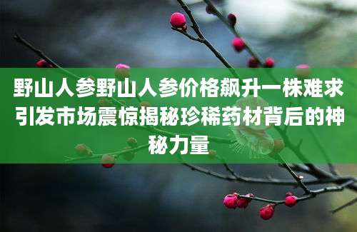 野山人参野山人参价格飙升一株难求引发市场震惊揭秘珍稀药材背后的神秘力量