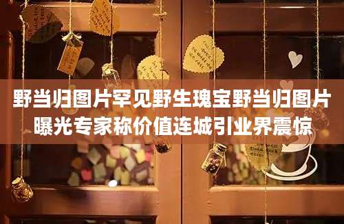 野当归图片罕见野生瑰宝野当归图片曝光专家称价值连城引业界震惊