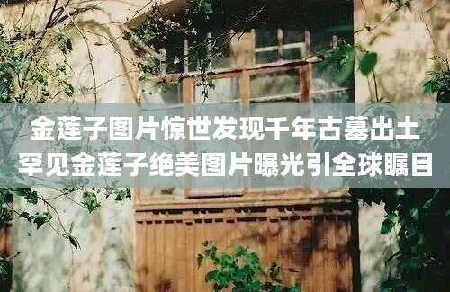 金莲子图片惊世发现千年古墓出土罕见金莲子绝美图片曝光引全球瞩目