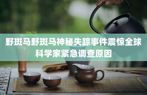 野斑马野斑马神秘失踪事件震惊全球科学家紧急调查原因